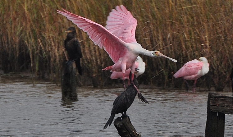 spoonbills